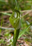 Pterostylis foliata (Hybrid-alpina) Slender Greenhood